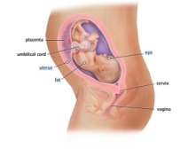 Image of 28 weeks gestation from www.babycentre.co.uk